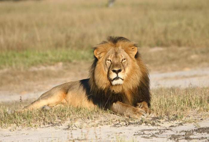 In this undated photo provided by the Wildlife Conservation Research Unit, Cecil the lion rests in Hwange National Park, in Hwange, Zimbabwe. Two Zimbabweans arrested for illegally hunting a lion appeared in court Wednesday, July 29, 2015. The head of Zimbabwe’s safari association said the killing was unethical and that it couldn’t even be classified as a hunt, since the lion killed by an American dentist was lured into the kill zone. (Andy Loveridge/Wildlife Conservation Research Unit via AP)