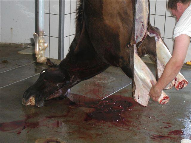 horse slaughter