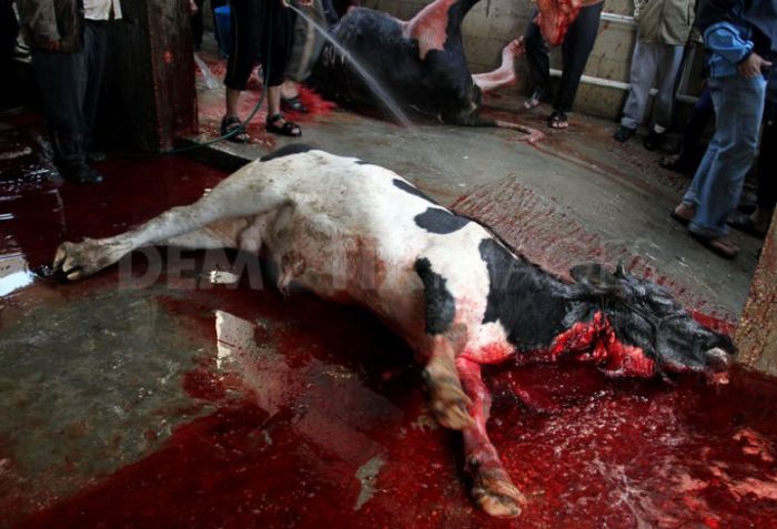live export slaughter